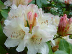 Rhododendron 'Dairy Maid'